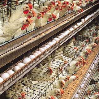 poultry